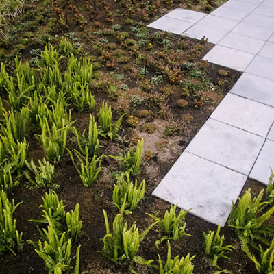 muro verde atlantica