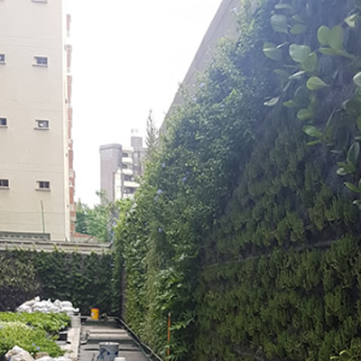 muro verde atlantica