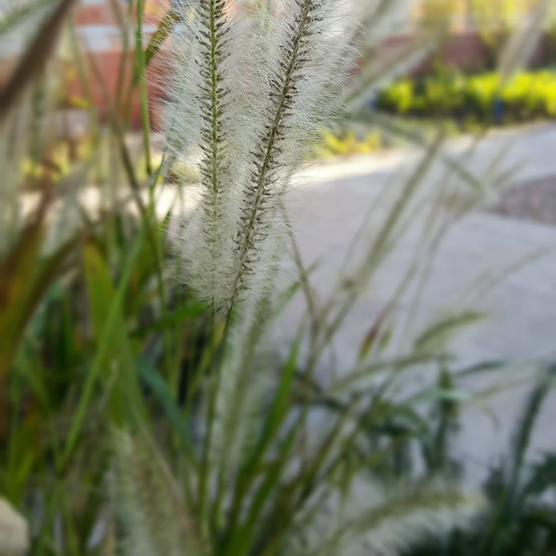 paisajismo axxes 140