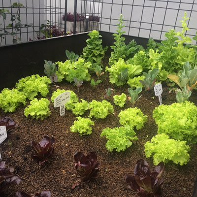 huertos urbanos chico