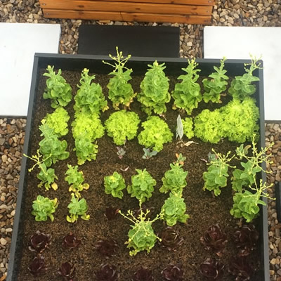 huertos urbanos chico