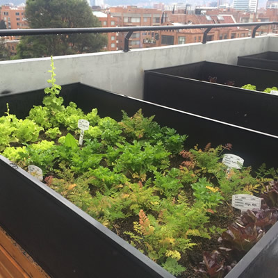 huertos urbanos chico